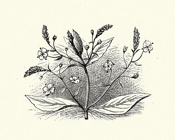 Woodcut engraving of Veronica beccabunga, brooklime