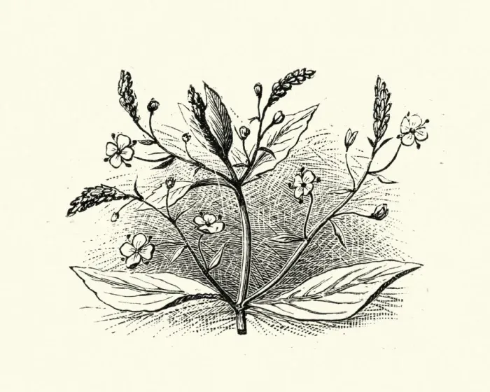 Framed Print : Woodcut engraving of Veronica beccabunga, brooklime Framed Print : Woodcut engraving of Veronica beccabunga, brooklime