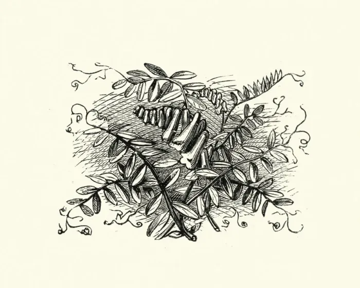 Framed Print : Woodcut engraving of Vicia cracca, tufted vetch Framed Print : Woodcut engraving of Vicia cracca, tufted vetch
