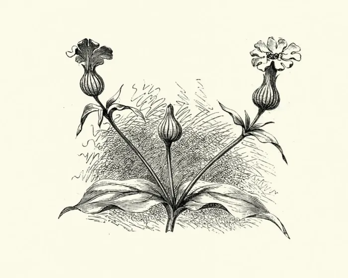 Framed Print : Woodcut engraving of White campion, Silene latifolia Framed Print : Woodcut engraving of White campion, Silene latifolia