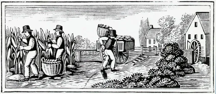 Framed Print : Woodcut Of Farmers Harvesting Crops Framed Print : Woodcut Of Farmers Harvesting Crops