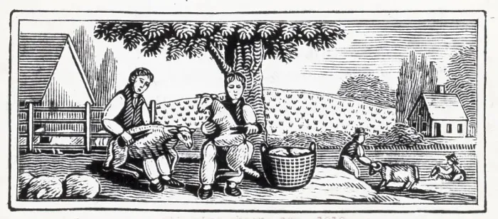 Framed Print : Woodcut; Farmers Shearing Sheep Framed Print : Woodcut; Farmers Shearing Sheep