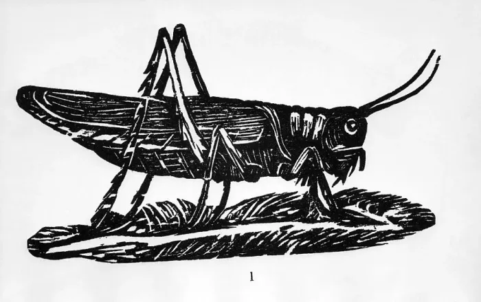 Framed Print : Woodcut Of A Grasshopper Framed Print : Woodcut Of A Grasshopper