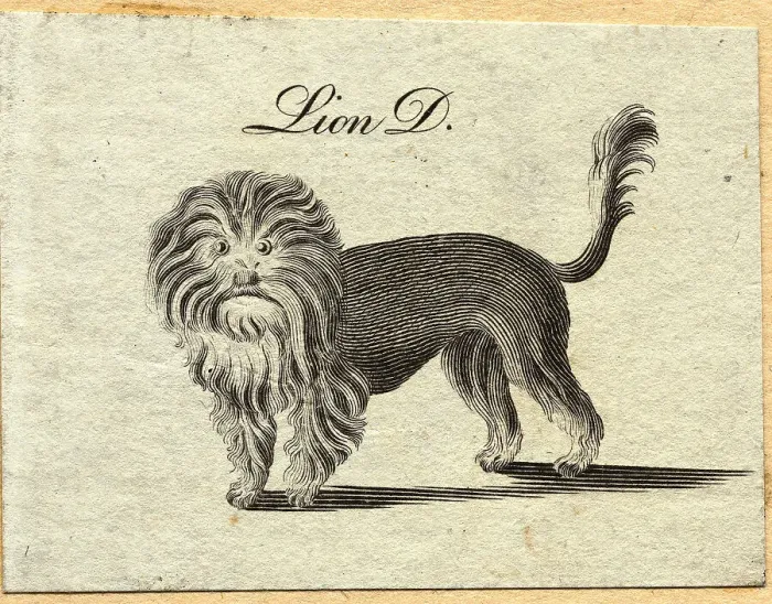 Framed Print : Woodcut of Lion Framed Print : Woodcut of Lion