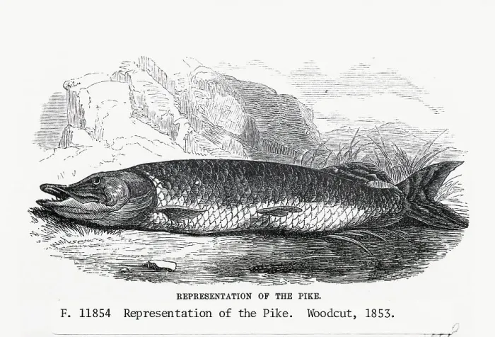 Framed Print : Woodcut Of The Pike, A Freshwater Fish Framed Print : Woodcut Of The Pike, A Freshwater Fish