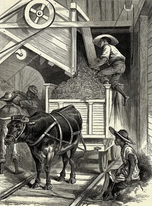 Framed Print : Woodcut of Plantation Workers with Ox Framed Print : Woodcut of Plantation Workers with Ox