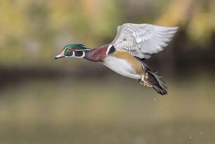 Framed Print : Woodduck Drake Framed Print : Woodduck Drake