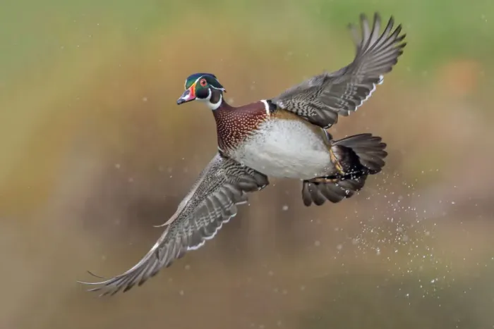 Framed Print : Woodduck Portrait Framed Print : Woodduck Portrait