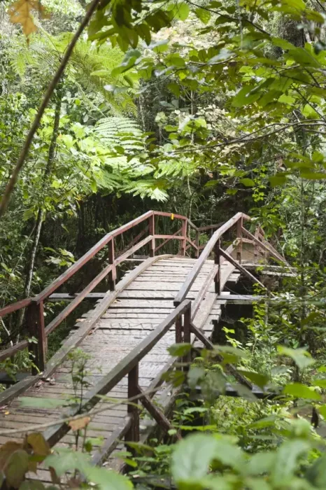 Framed Print : Wooden bridge leading into the dense jungle, primary forest, Andasibe-Mantadia National Park, Alaotra Mangoro region, Madagascar Framed Print : Wooden bridge leading into the dense jungle, primary forest, Andasibe-Mantadia National Park, Alaotra Mangoro region, Madagascar