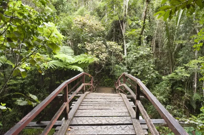Framed Print : Wooden bridge leading into the dense jungle, primary forest, Andasibe-Mantadia National Park, Alaotra Mangoro region, Madagascar Framed Print : Wooden bridge leading into the dense jungle, primary forest, Andasibe-Mantadia National Park, Alaotra Mangoro region, Madagascar