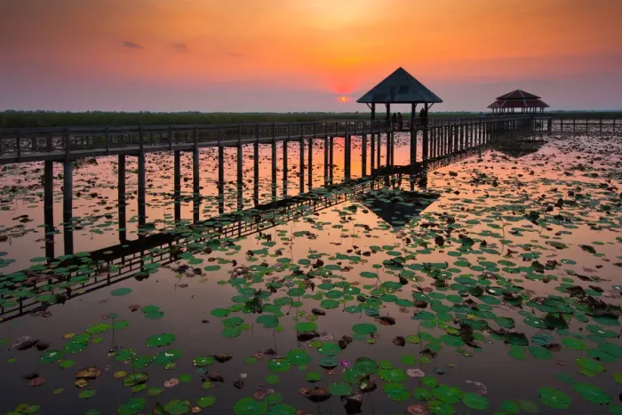 Framed Print : The wooden bridge and lotus pond Framed Print : The wooden bridge and lotus pond