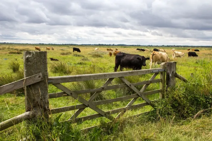 Framed Print : A wooden farm gate leads into a field of mown hay grazed by cattle near to Reedham Framed Print : A wooden farm gate leads into a field of mown hay grazed by cattle near to Reedham