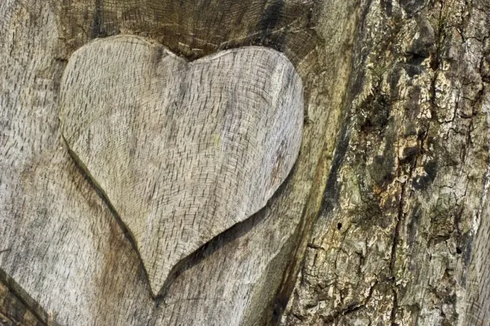 Framed Print : Wooden heart carved Into a tree trunk, Germany