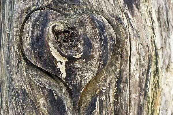 Wooden heart carved Into a tree trunk, Germany