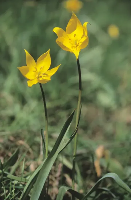 Framed Print : Woodland tulip (Tulipa sylvestris) Framed Print : Woodland tulip (Tulipa sylvestris)