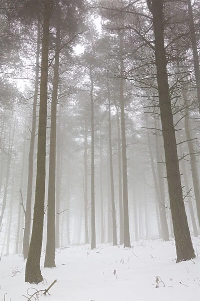 Woodland in Winter with Mist