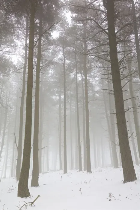 Framed Print : Woodland in Winter with Mist Framed Print : Woodland in Winter with Mist
