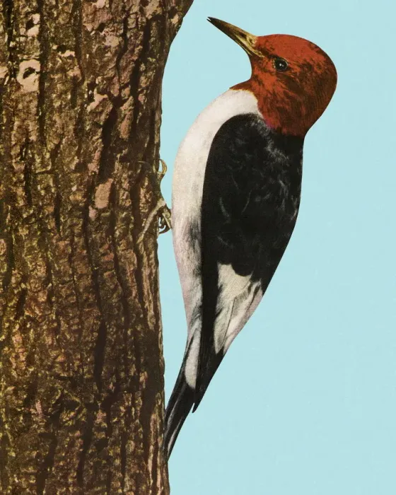 Framed Print : Woodpecker Framed Print : Woodpecker