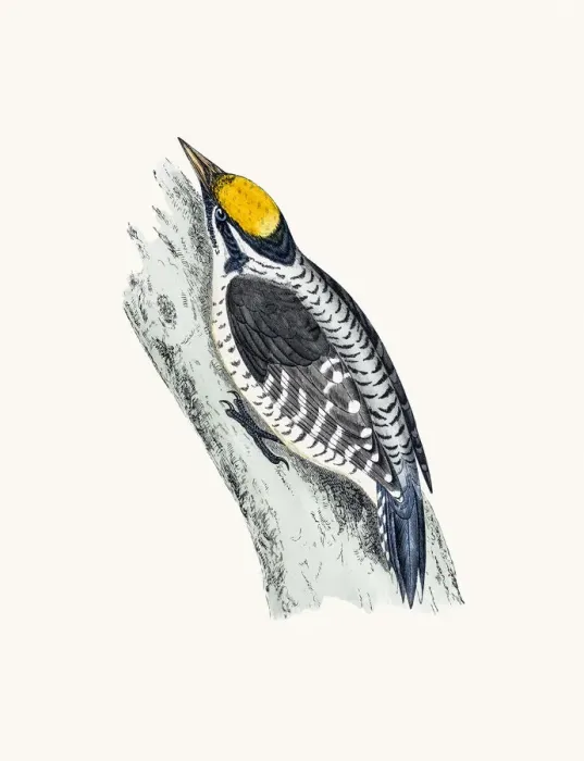 Framed Print : Woodpecker bird Framed Print : Woodpecker bird