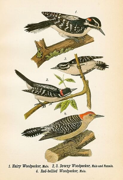 Woodpecker bird lithograph 1890