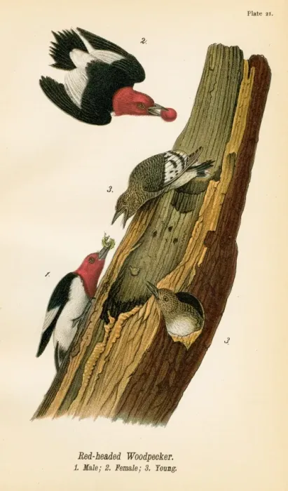 Framed Print : Woodpecker bird lithograph 1890 Framed Print : Woodpecker bird lithograph 1890