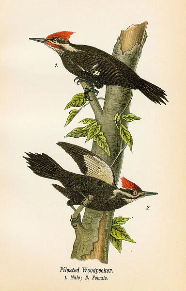 Woodpecker bird lithograph 1890