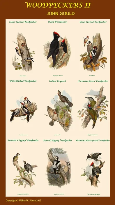 Framed Print : Woodpecker Composite II Framed Print : Woodpecker Composite II