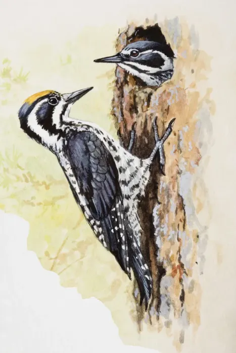 Framed Print : Woodpecker (Picidae), male and female, one looking out of hole, the other perching outside on trees bark Framed Print : Woodpecker (Picidae), male and female, one looking out of hole, the other perching outside on trees bark