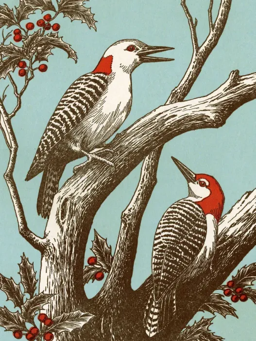 Framed Print : Woodpeckers Framed Print : Woodpeckers