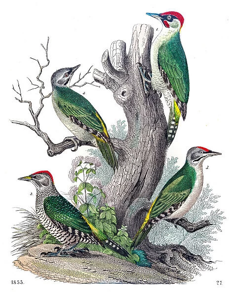 Woodpeckers engraving 1853