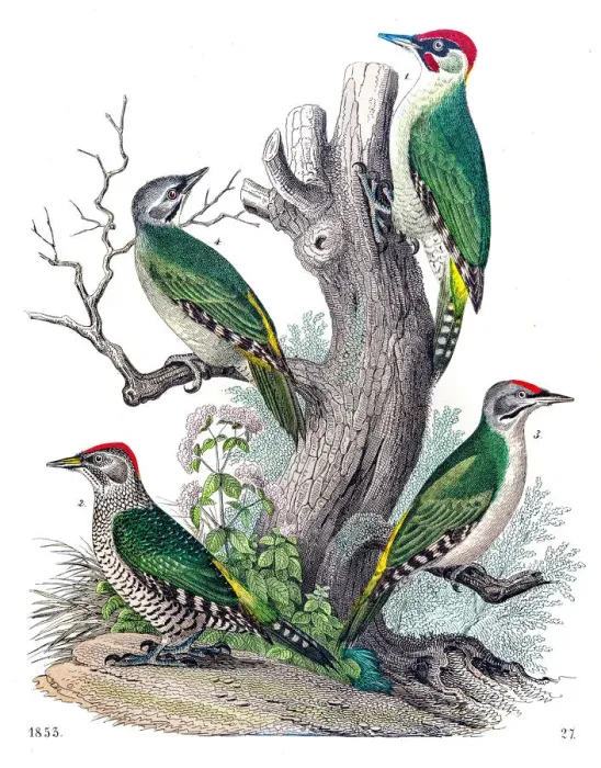 Framed Print : Woodpeckers engraving 1853 Framed Print : Woodpeckers engraving 1853