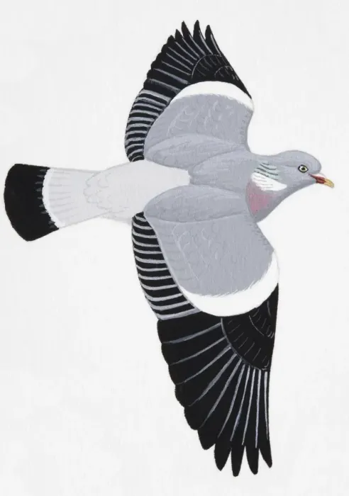 Framed Print : Woodpigeon (Columba palumbus), adult