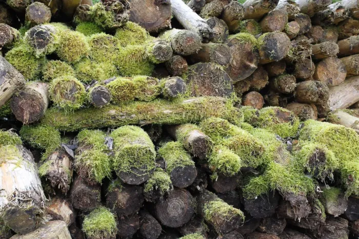 Framed Print : Woodpile covered with moss, Allgau, Bavaria, Germany Framed Print : Woodpile covered with moss, Allgau, Bavaria, Germany