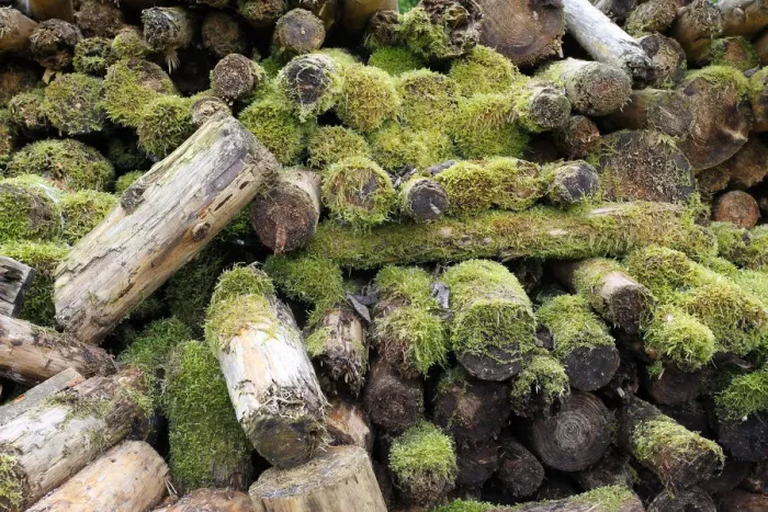 Framed Print : Woodpile covered with moss, Allgau, Bavaria, Germany