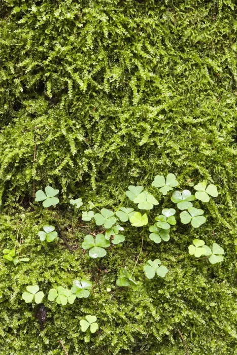 Framed Print : Woodsorrel, Soursob, Wood Sorrel -Oxalis sp. -, Bialowieza Forest, Bialowieza National Park, Poland, Europe Framed Print : Woodsorrel, Soursob, Wood Sorrel -Oxalis sp. -, Bialowieza Forest, Bialowieza National Park, Poland, Europe