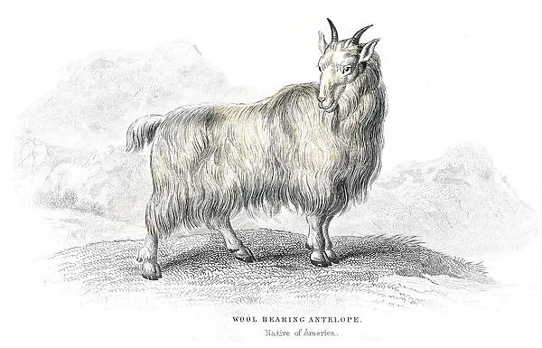 Wool antelope lithograph 1884