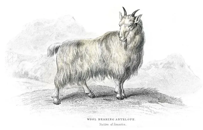 Framed Print : Wool antelope lithograph 1884 Framed Print : Wool antelope lithograph 1884