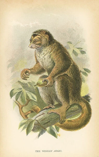Woolly avahi primate 1894
