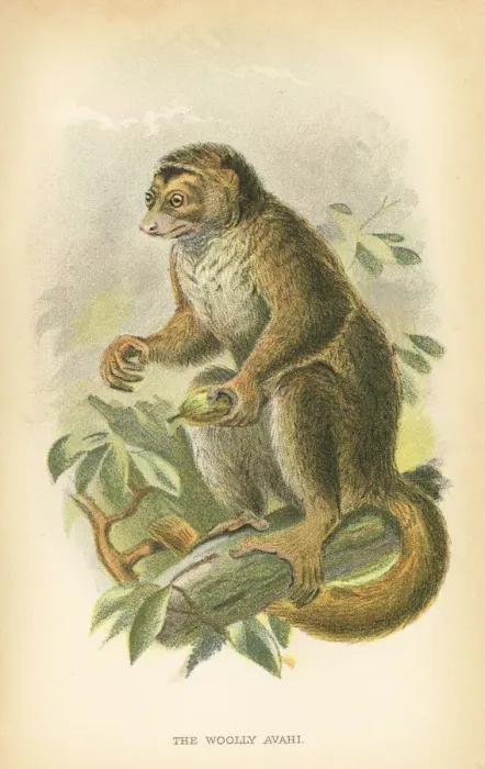 Framed Print : Woolly avahi primate 1894