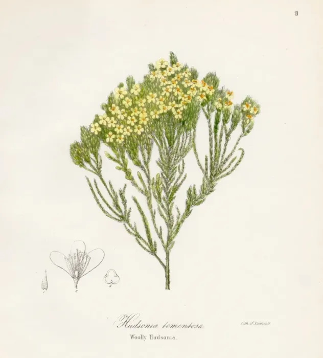 Framed Print : Woolly hudsonia botanical engraving 1843 Framed Print : Woolly hudsonia botanical engraving 1843