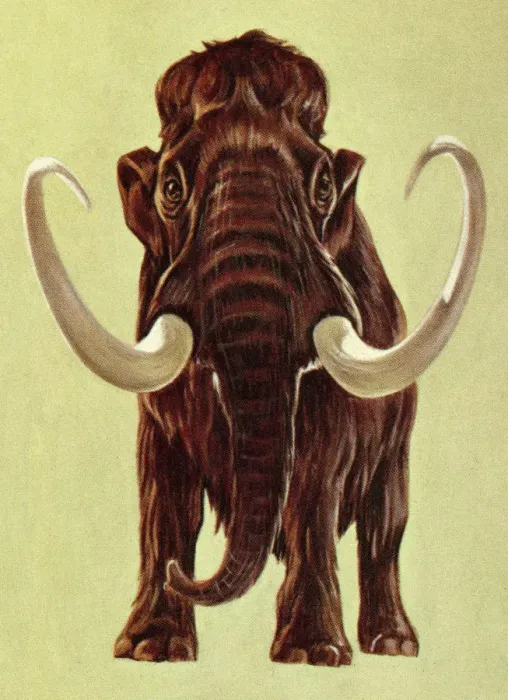 Framed Print : Woolly Mammoth Framed Print : Woolly Mammoth