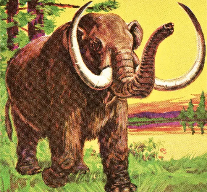 Framed Print : Woolly mammoth Framed Print : Woolly mammoth