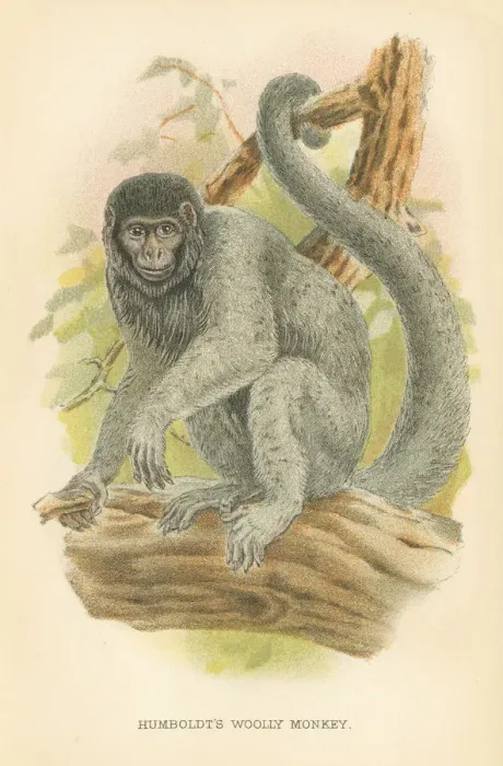 Framed Print : Woolly monkey primate 1894 Framed Print : Woolly monkey primate 1894
