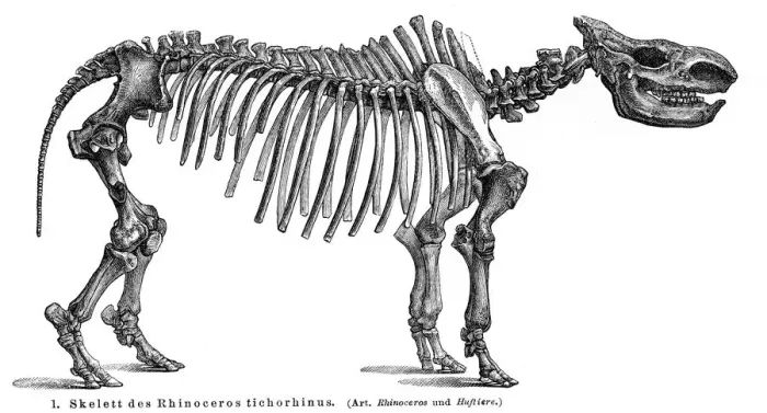 Framed Print : Woolly rhinoceros skeletons engraving 1895