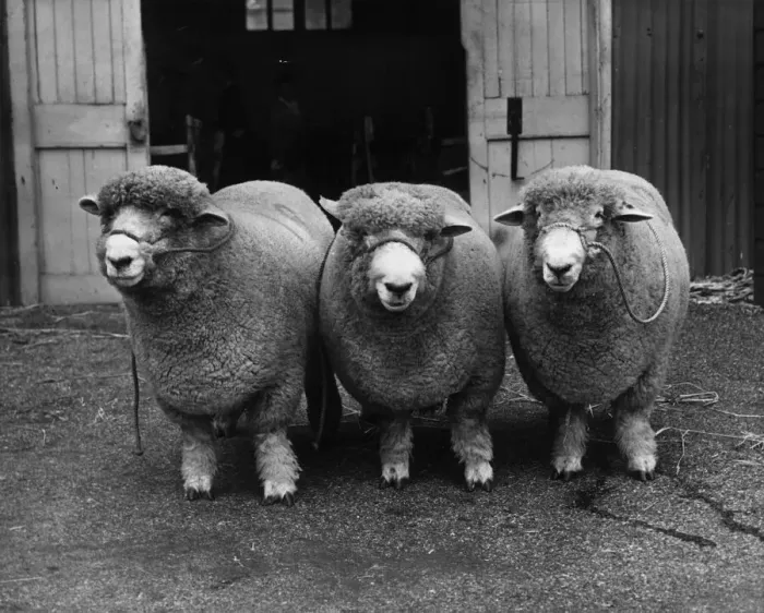 Framed Print : Three Woolly Sheep Framed Print : Three Woolly Sheep