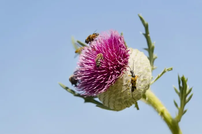 Framed Print : Woolly Thistle -Cirsium eriophorum-, inflorescence with insects, Thuringia, Germany Framed Print : Woolly Thistle -Cirsium eriophorum-, inflorescence with insects, Thuringia, Germany