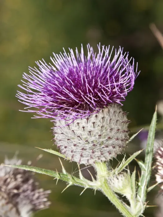 Framed Print : Woolly Thistle -Cirsium eriophorum- Framed Print : Woolly Thistle -Cirsium eriophorum-
