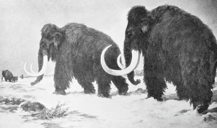 Framed Print : Wooly Mammoths Trudging in Snow Framed Print : Wooly Mammoths Trudging in Snow