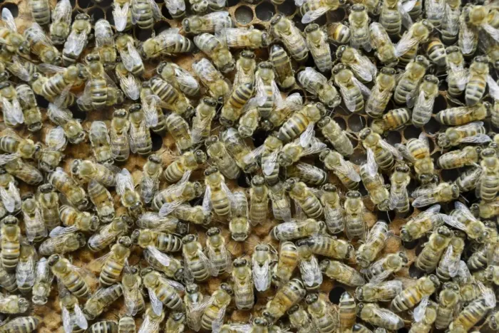 Framed Print : Worker bees on sealed brood comb Framed Print : Worker bees on sealed brood comb