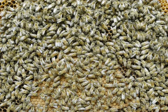 Framed Print : Worker bees on sealed brood comb Framed Print : Worker bees on sealed brood comb